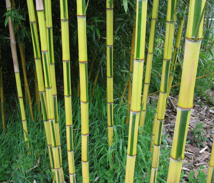 Phyllostachys aureosulcata Spectabilis - e-bambus pentru gradina Romania