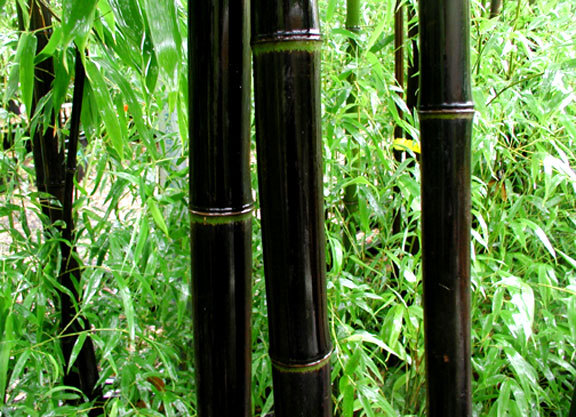 Phyllostachys nigra -18 gr C - e-bambus pentru gradina Romania