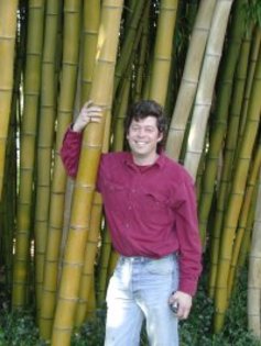 Phyllostachys vivax -24 gr C