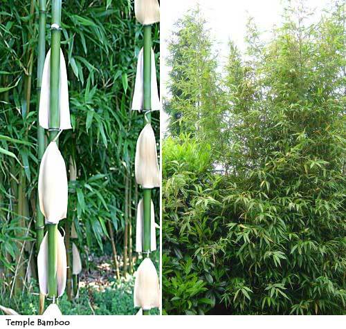 Semiarundinaria-fastuosa -18 gr C - e-bambus pentru gradina Romania
