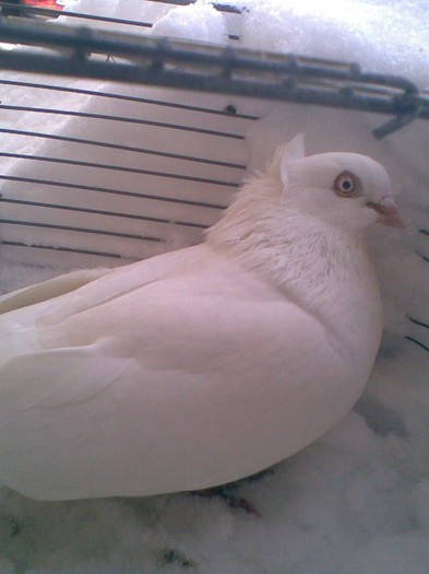 Alb moţat ochi albi