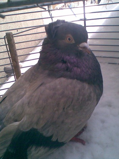 Bragagiu moţat unicolor