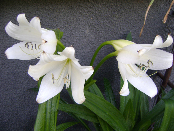  - Crinum