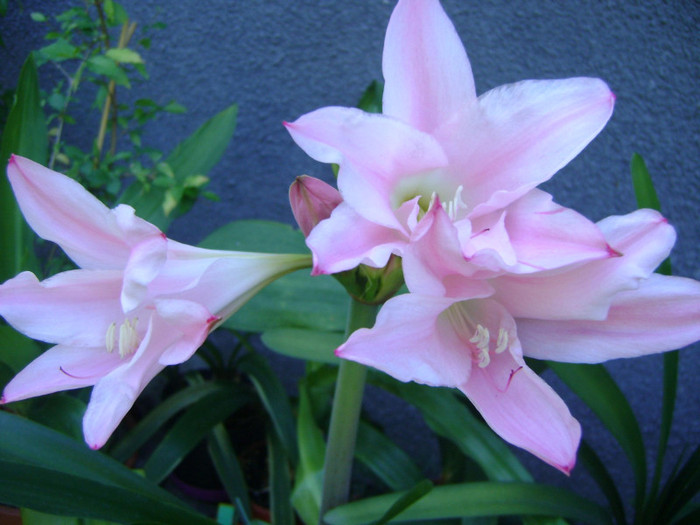 ×Amarcrinum 'Fred Howard' - Crinum