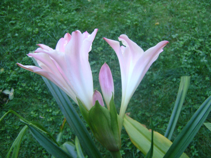 ×Amarcrinum 'Fred Howard'