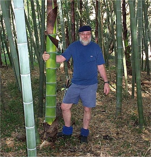 phylostachys pubescens - e-bambus pentru gradina Romania