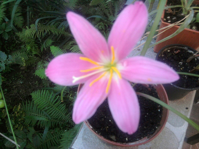 zephyranthes robusta