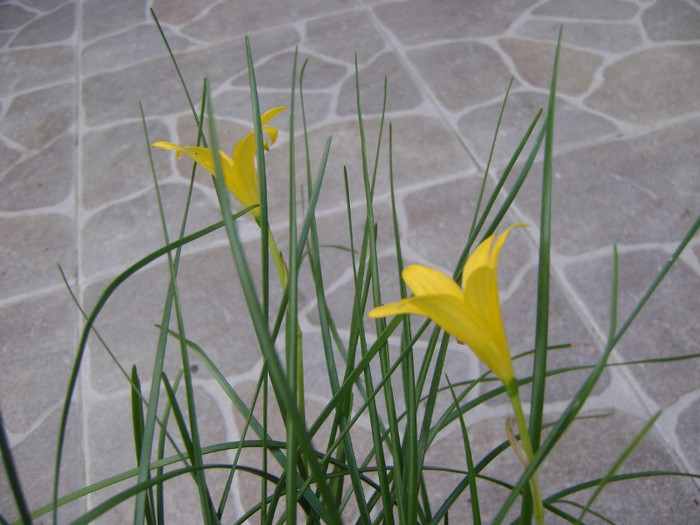 Zephyranthes flavissima