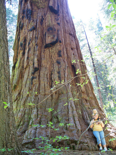 Sequoia sempervirens