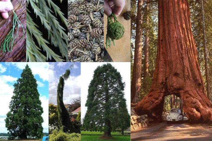 sequoiadendron Giganteum - a- copaci si plante diverse pt Romania