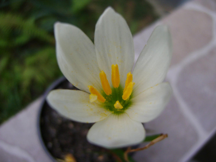 zephyrantes candida - Zephyranthes