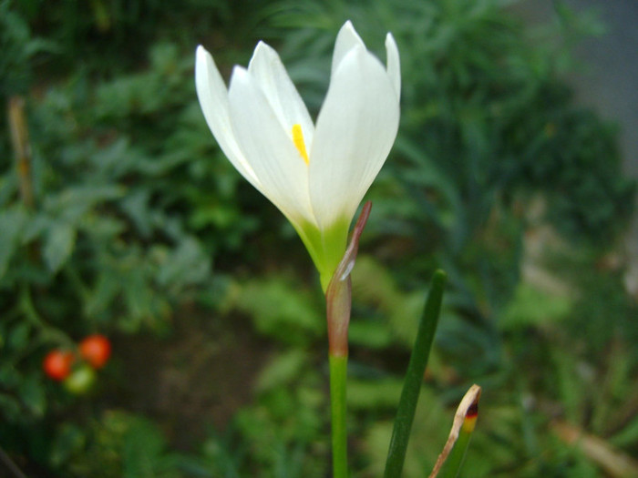 zephyrantes candida - Zephyranthes