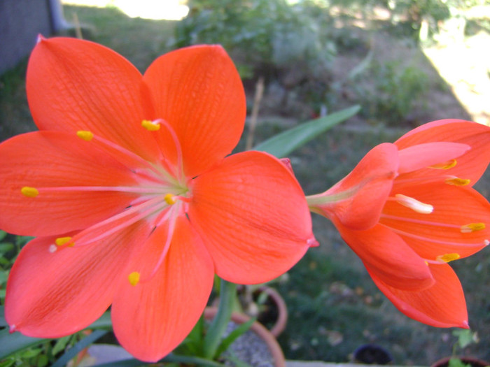 Cyrtanthus elatus red - Cyrtanthus