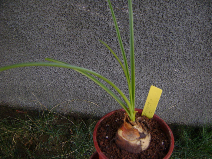 Crinum acaule