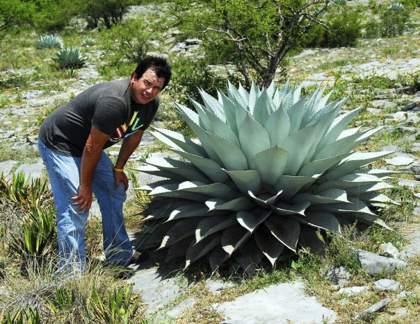 Agave ovatifolia - b- agave pentru gradini Romania