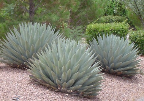 Agave parryi var. Parryi -25 gr C - b- agave pentru gradini Romania