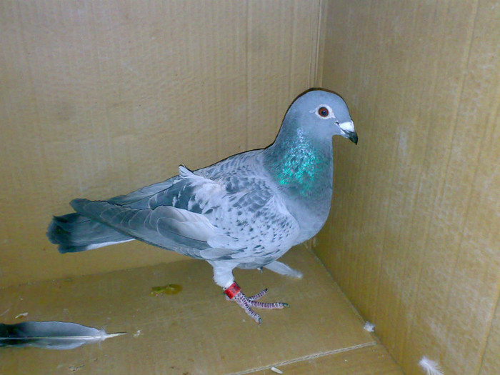 f 2010 - porumbei voiajori