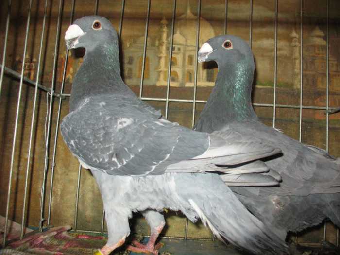 IMG_5974 - 21 Matca Voiajori germani de frumusete