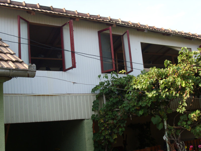 poze porumbei blg =nl 005