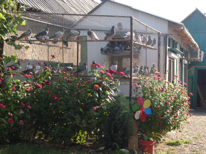 poze porumbei blg =nl 003