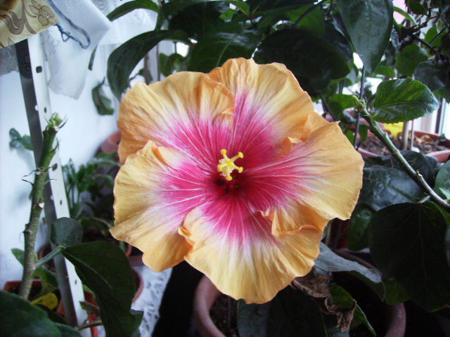 hibiscus