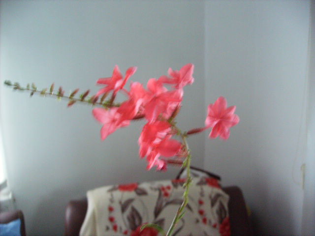 plumbago indica 3 - flori la inceput de februarie si sfarsit de februarie 2012