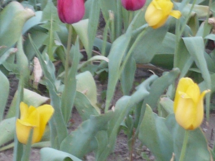 lalele galbene si rosii tarzii - Flori 2009