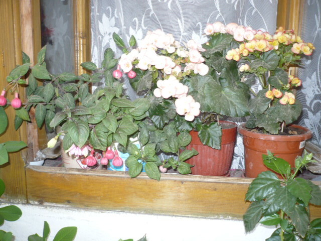 tot florile ei - Flori 2009