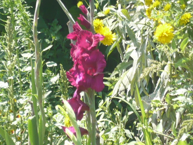 gladiola o culoare superba - Flori 2009