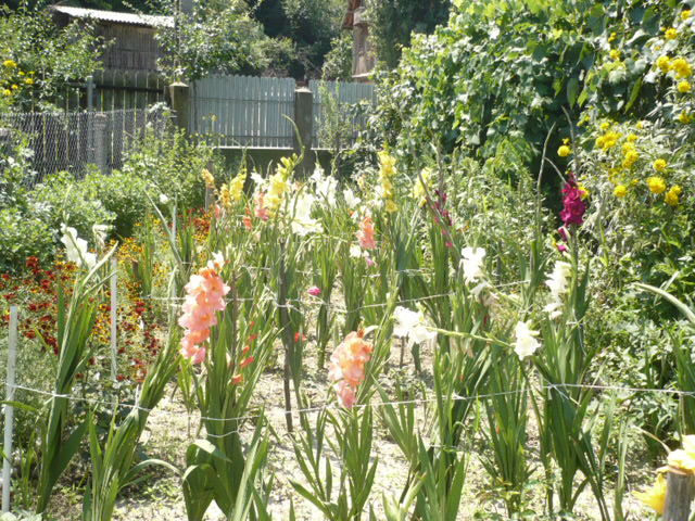 alte gladiole - Flori 2009