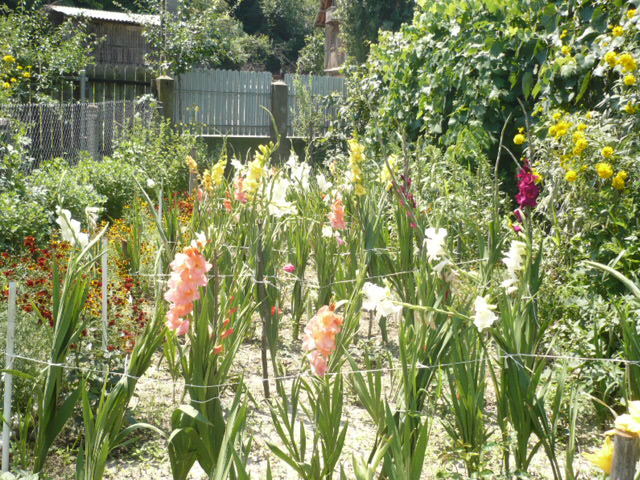 alte gladiole