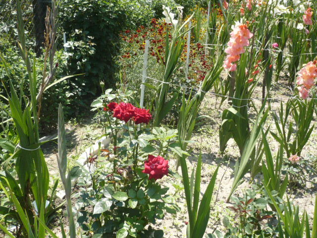 gladiole si un trandafir