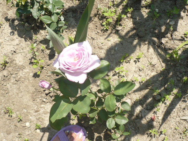 trandafir mov - Flori 2009
