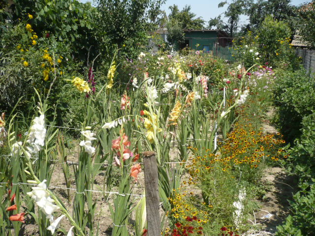 gladiole multicolore - Flori 2009