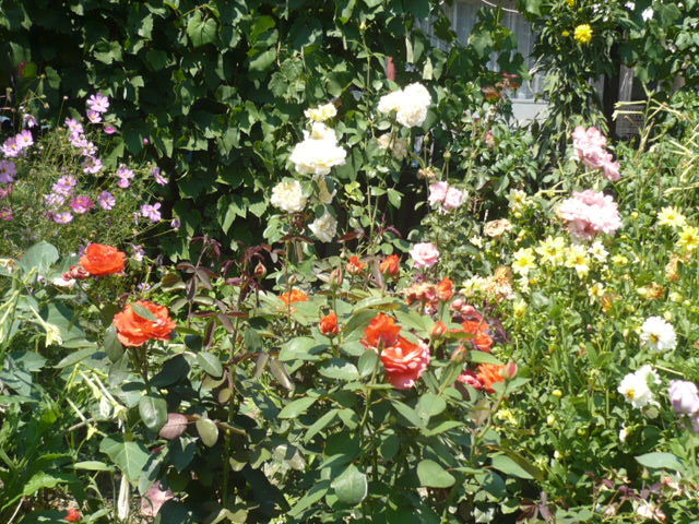 trandafiri - Flori 2009