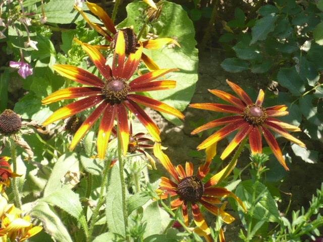 rudbekia - Flori 2009