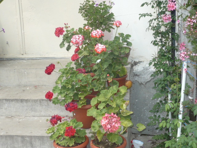 muscate drepte multicolore