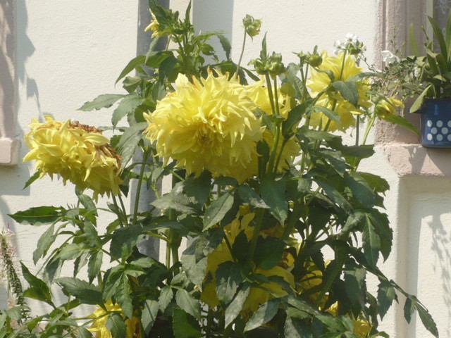 dalie cu floare mare - Flori 2009