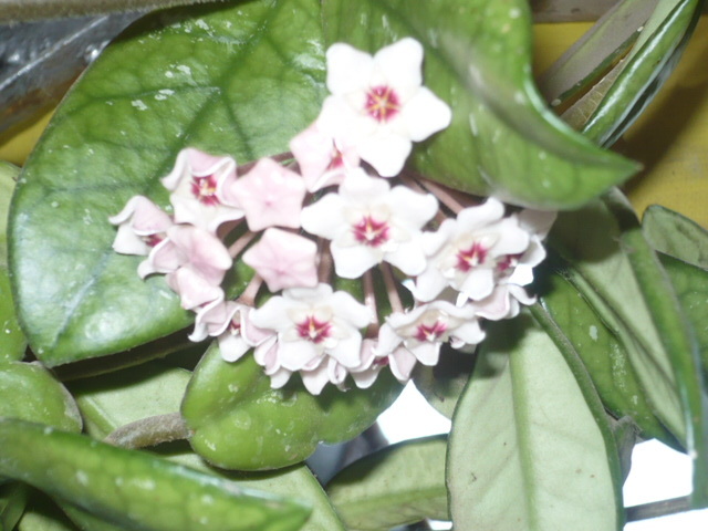 hoya; o floare minunata
