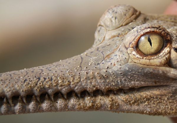 gharial-kukrail-forest-reserve_29343_600x450 - India imagini HD