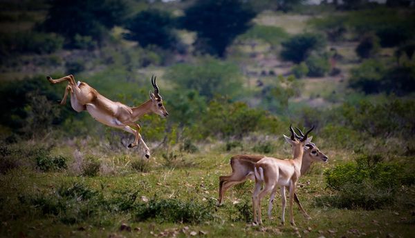 jayamangali-blackbuck-reserve_29353_600x450