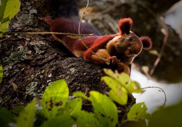 malabar-giant-squirrel_29357_600x450