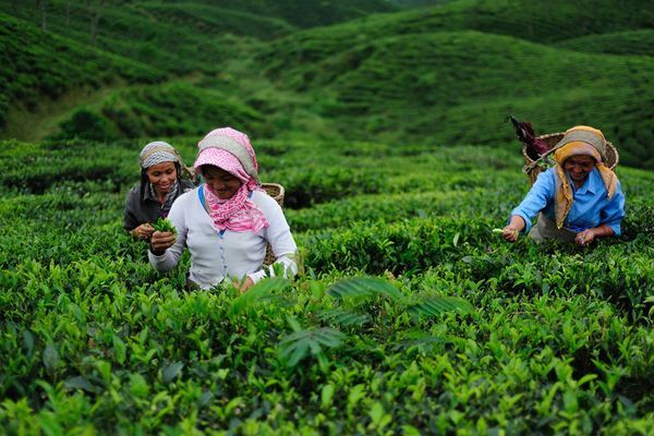 sungma-tea-estate-darjeeling_29377_600x450