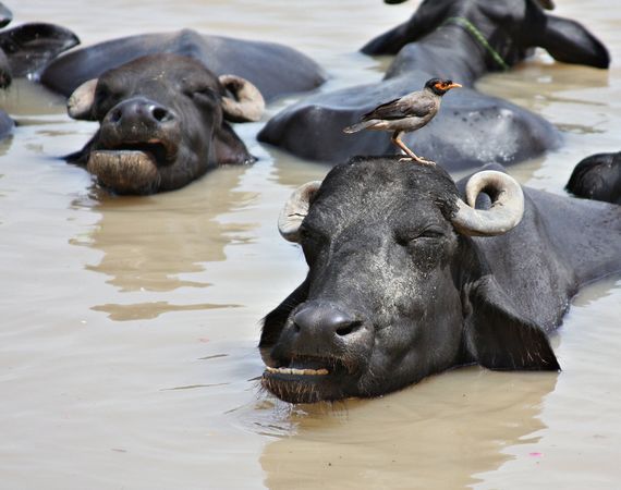 water-buffalo-ganges-river_29342_600x450 - India imagini HD