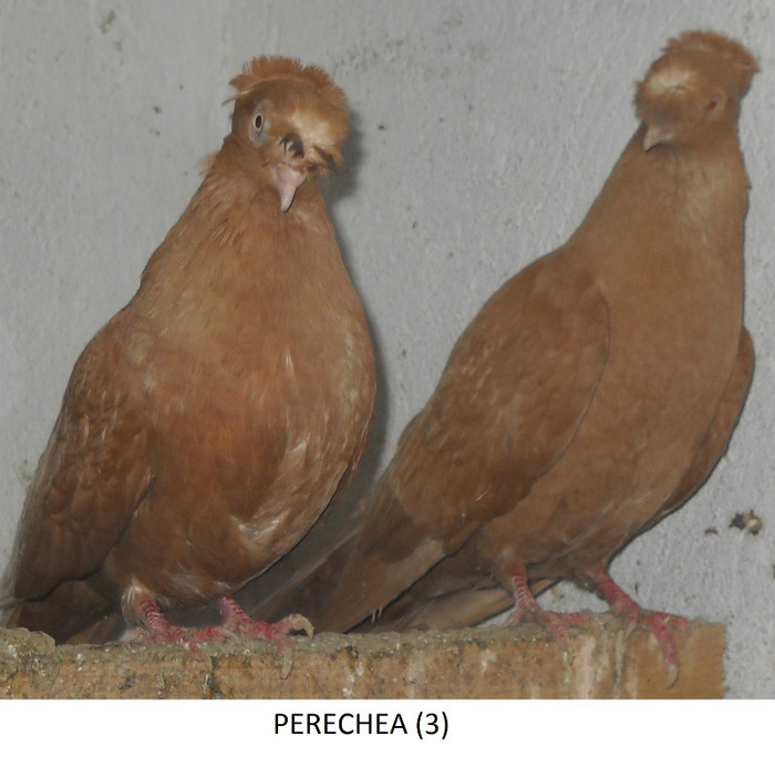 PERECHEA 3 - dublu motatii
