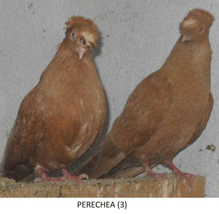 PERECHEA 3