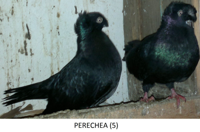 PERECHEA 5