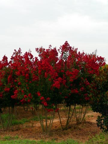 Dynamite-Crape-Myrtle - a- copaci si plante diverse pt Romania