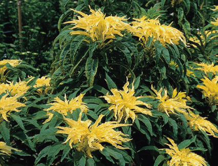 Amaranthus aurora