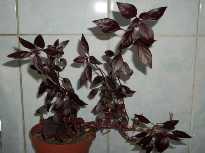 09 FEB 2012 - alternanthera